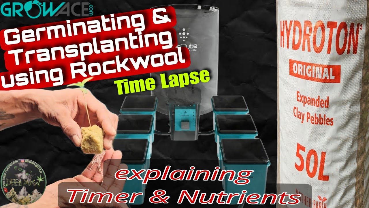 AirCube Active Oxygen Ebb and Flow Grow System / Germinating & Transplanting using Rockwool