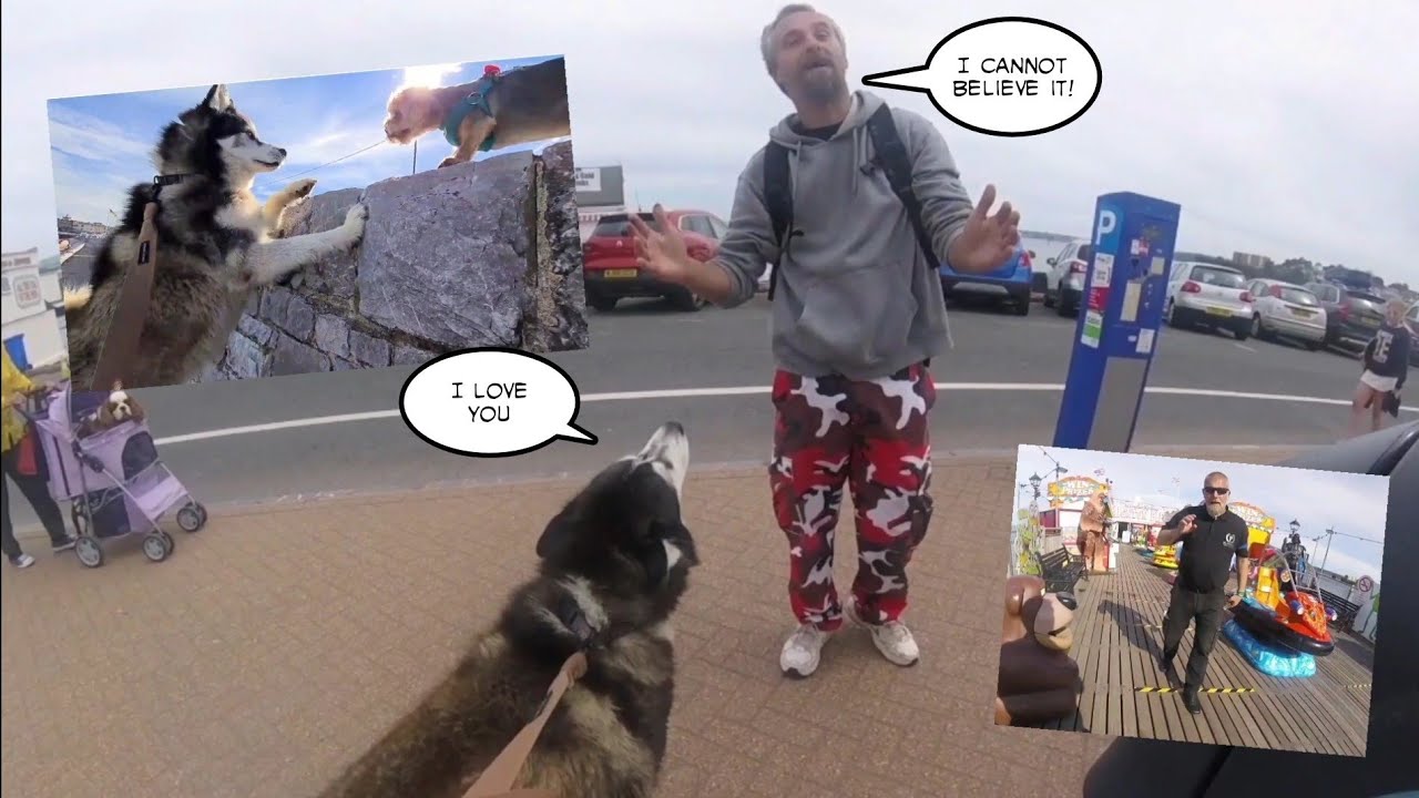 Embarrassing Husky meets Biggest Fans yet! So Funny!