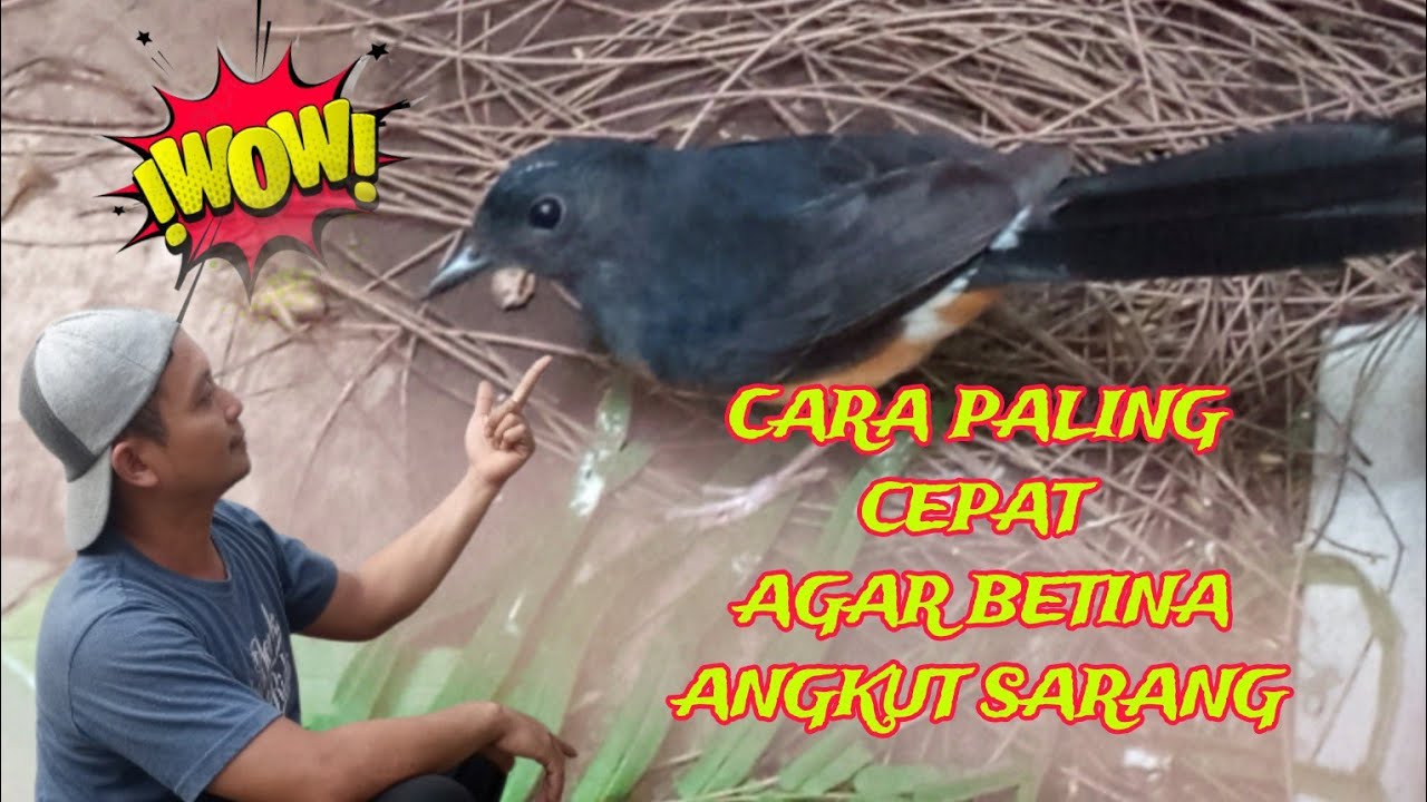 CARA CEPAT AGAR BETINA MURAI BATU CEPAT ANGKUT SARANG ‼️#muraibatu