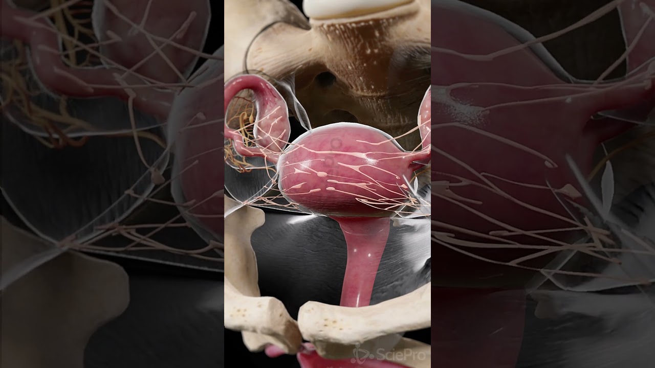 Uterine Adhesions  #anatomy #medicalanimation