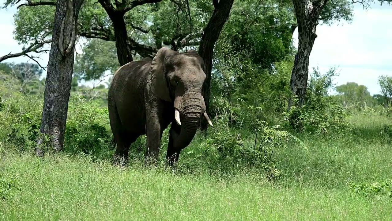Elephant South Africa Kruger Park - March.