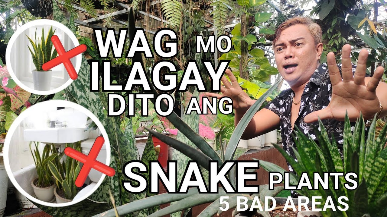 WHERE YOU SHOULD'NT PUT YOUR SNAKE PLANTS? | 5 BAD AREAS BENEFITS & PLANT CARE