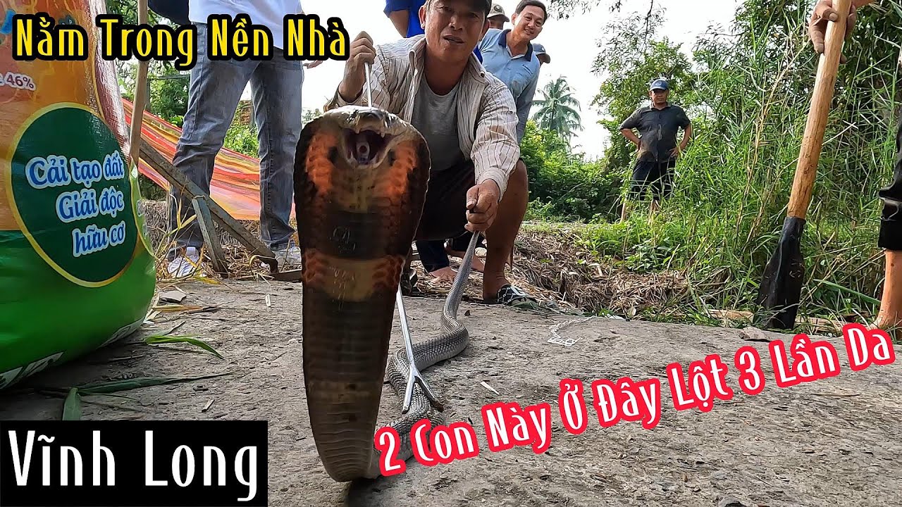 Vĩnh Long : Cặp Rắn Hổ Mang Nằm Dưới Nền Nhà Lột 3 Lần Da Quá Nguy Hiểm Cho Chủ Nhà | Mười Thương SB