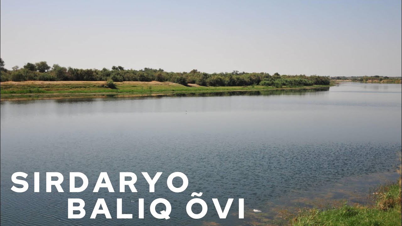 Sirdaryo baliq o’vi 7-iyun.
