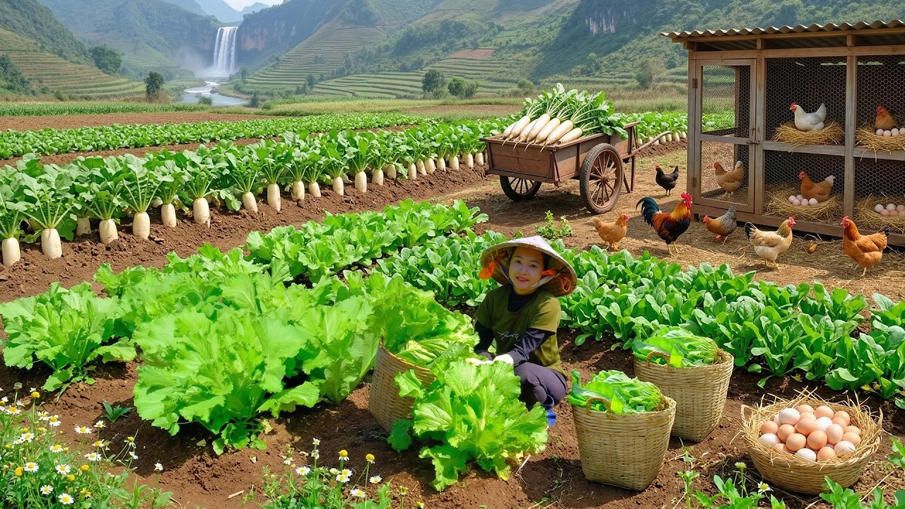Harvest Curly Mustard Greens And Spinach To Sell – Eat Bánh Xèo Made By My Older Brother – Farm Care