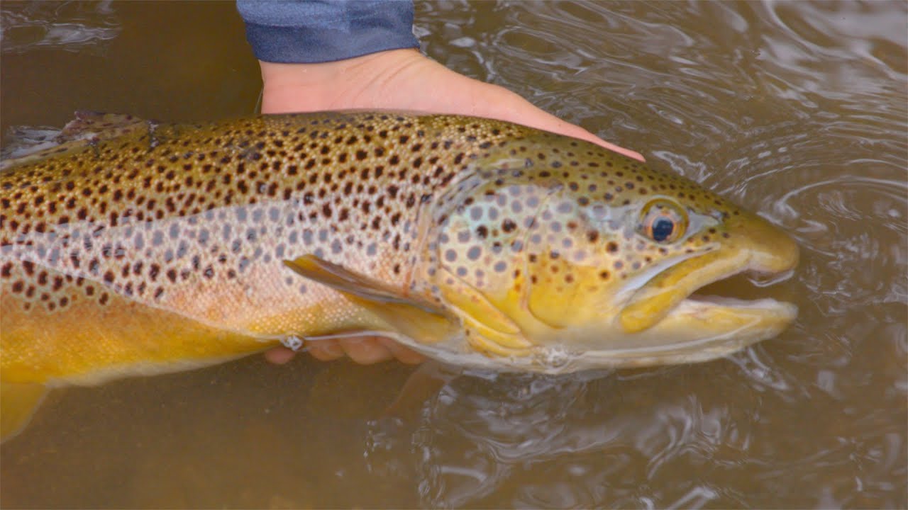 Fishing Arkansas with Sea Run Cases
