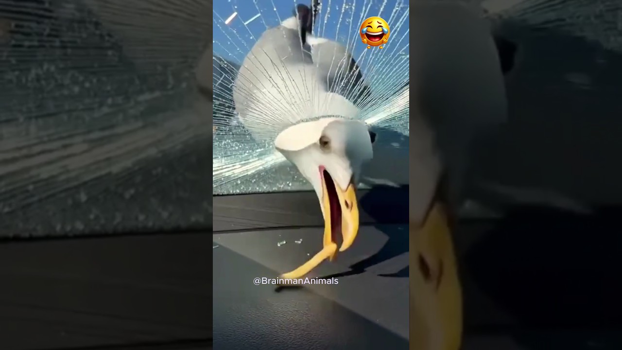 Funniest Animal Fails | Funny Pets moments #viral  #animals #funnypets
