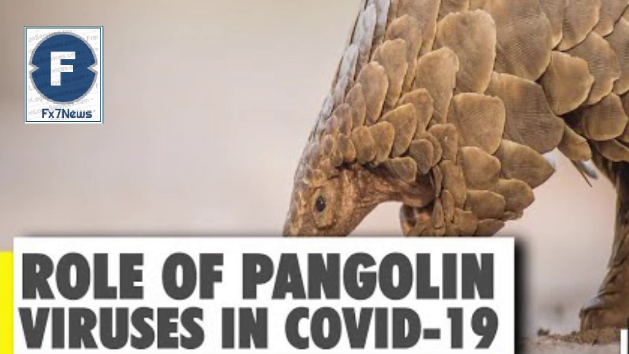 Pangolins found to carry Coronavirus strains - FX7News