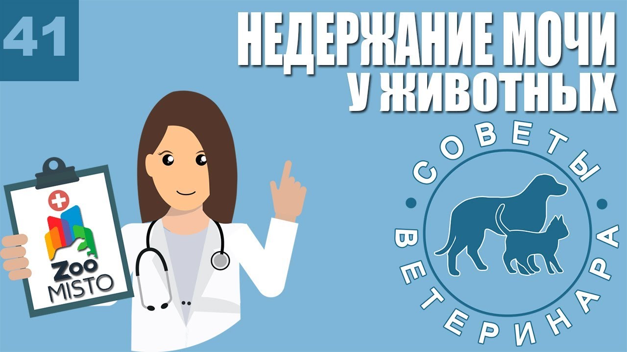 Недержание мочи у животных | Причины недержания | Симптомы и лечение болезни | Советы Ветеринара