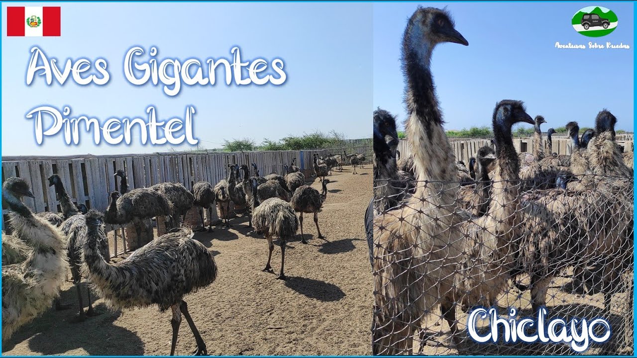 Zoocriadero de Aves Gigantes🐣| Pimentel🌊| Lambayeque | Per&uacute; | ASR🚐