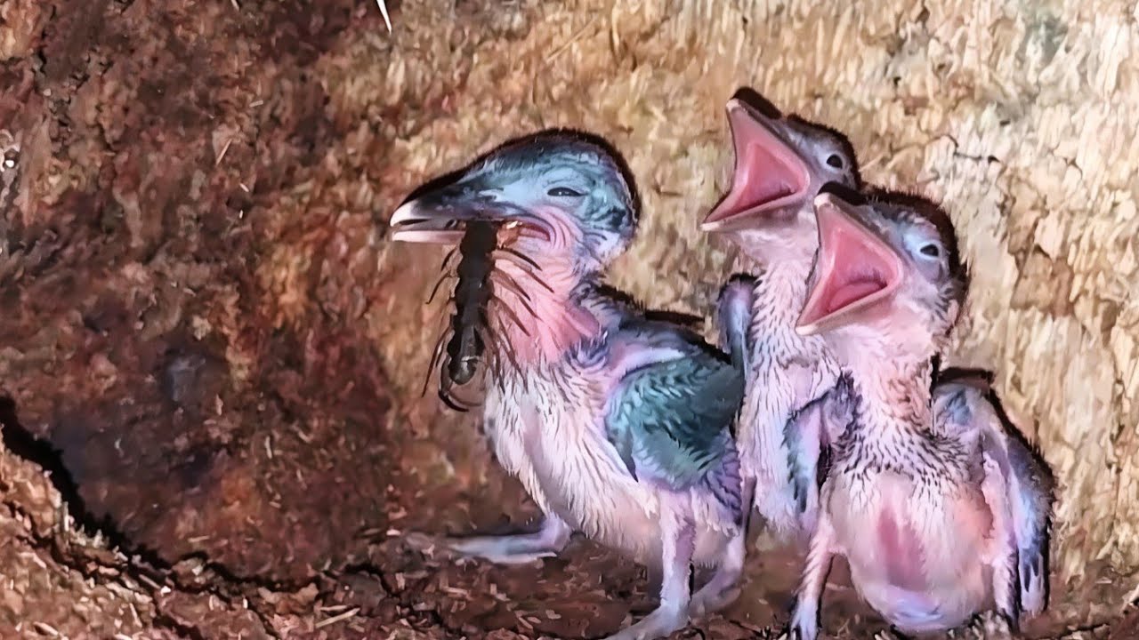 MAKANAN MAUT UNTUK BAYI BURUNG KECIL