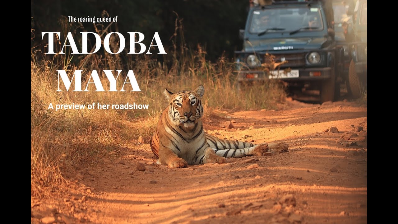 Tadoba | Close encounter with Tigress | Maya | Tiger Sighting