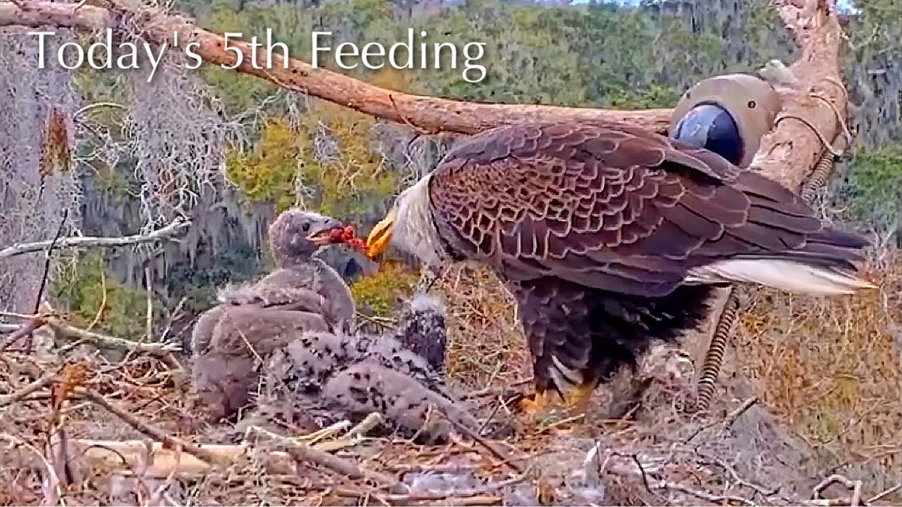 #226🦅🐥33°🐥28°／Winter Park Eagle Nest 2026／Against All Odds:One-Eyed Mom／Wink💗Atlas
