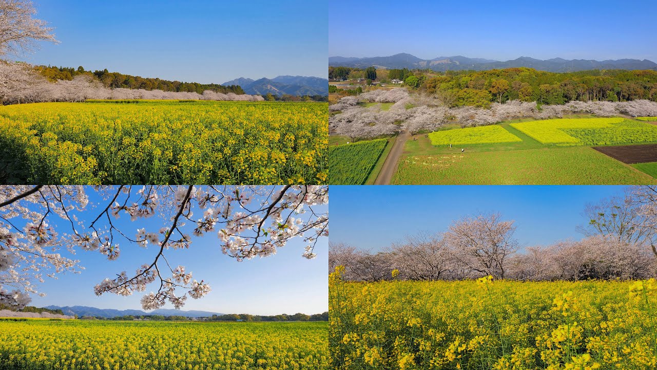 [ 4K ] 菜の花畑と桜並木の絶景「西都原古墳群」Saitobaru Burial Mounds - Rape blossom fields and rows of cherry trees.