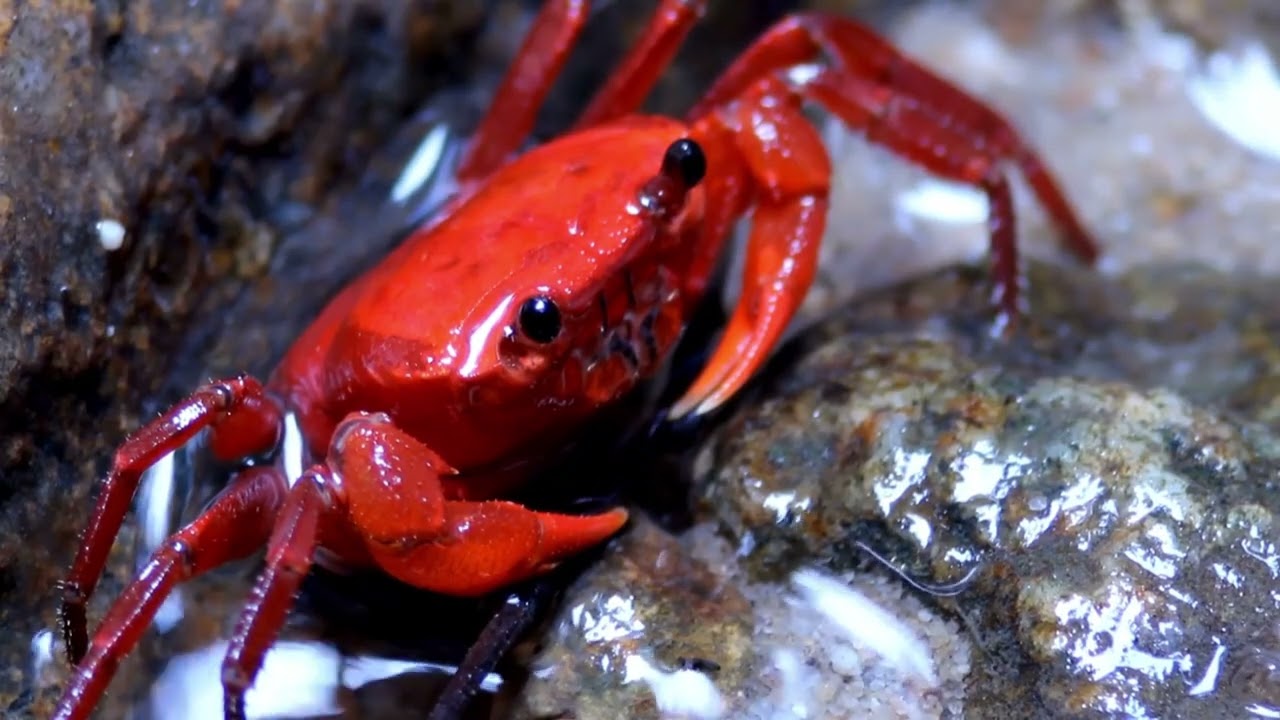 10 Hours Soothing Music with Relaxing Crabs for Sleep Study