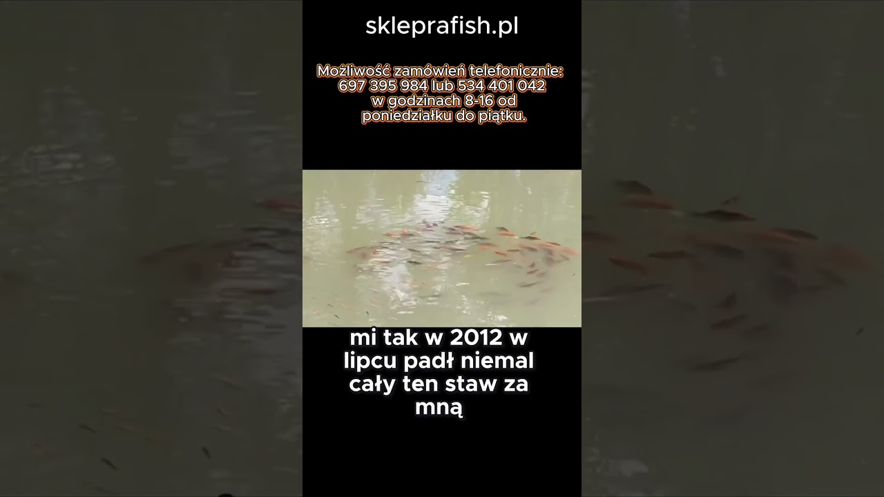 największy wr&oacute;g ryb latem  #carpfishing #karmafishki #carp #automobile #farming #fishing #fish