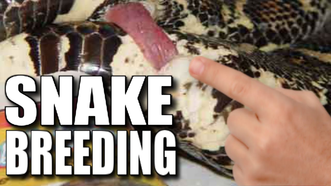 BREEDING SNAKES!!! SNAKE MATCHMAKING!!! | BRIAN BARCZYK