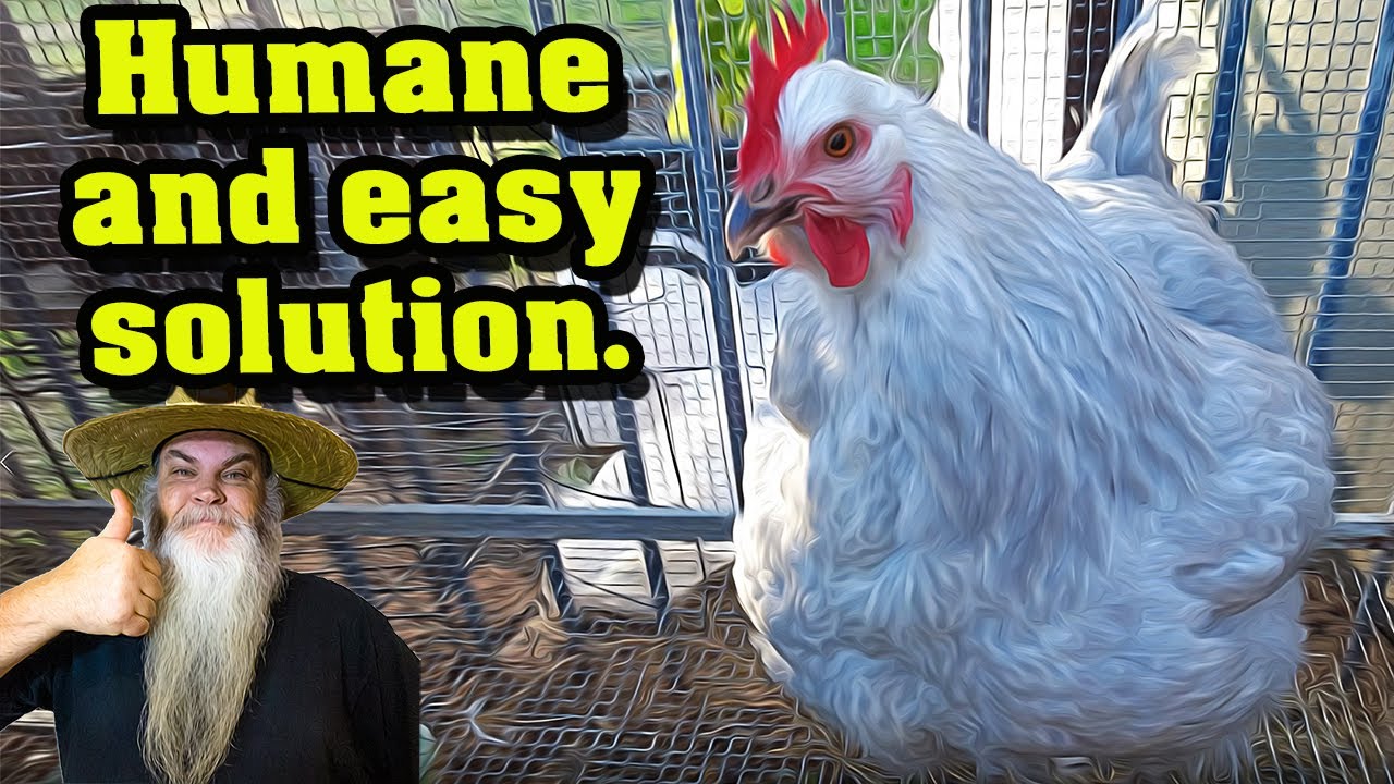How to STOP a Broody Hen Easily. Sounds of an Angry Broody Chicken too.