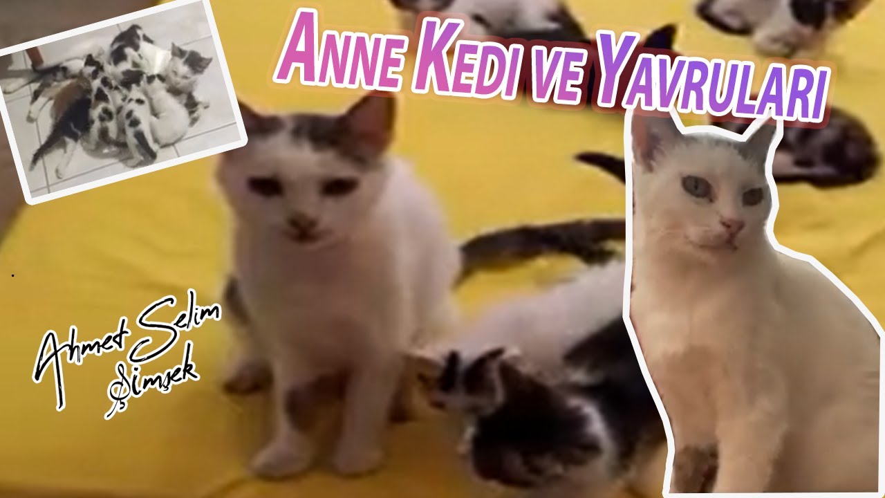 Anne Kedi ve Yavruları. @CatsandGold