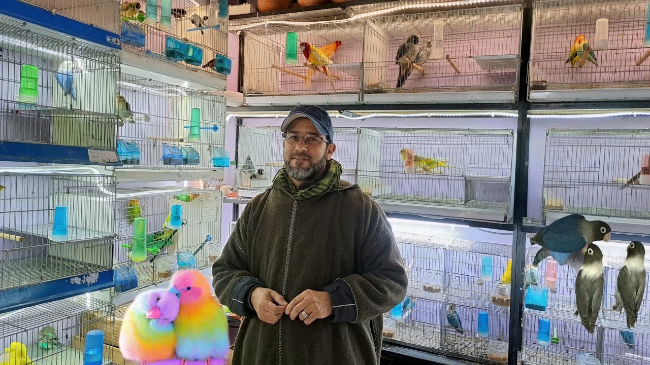 عشاق الطفرات🦜زيارة عند مولوع عبدالغني من قلب سوق القريعة للطيور والحيوانات بالدار البيضاء 24/2/2024