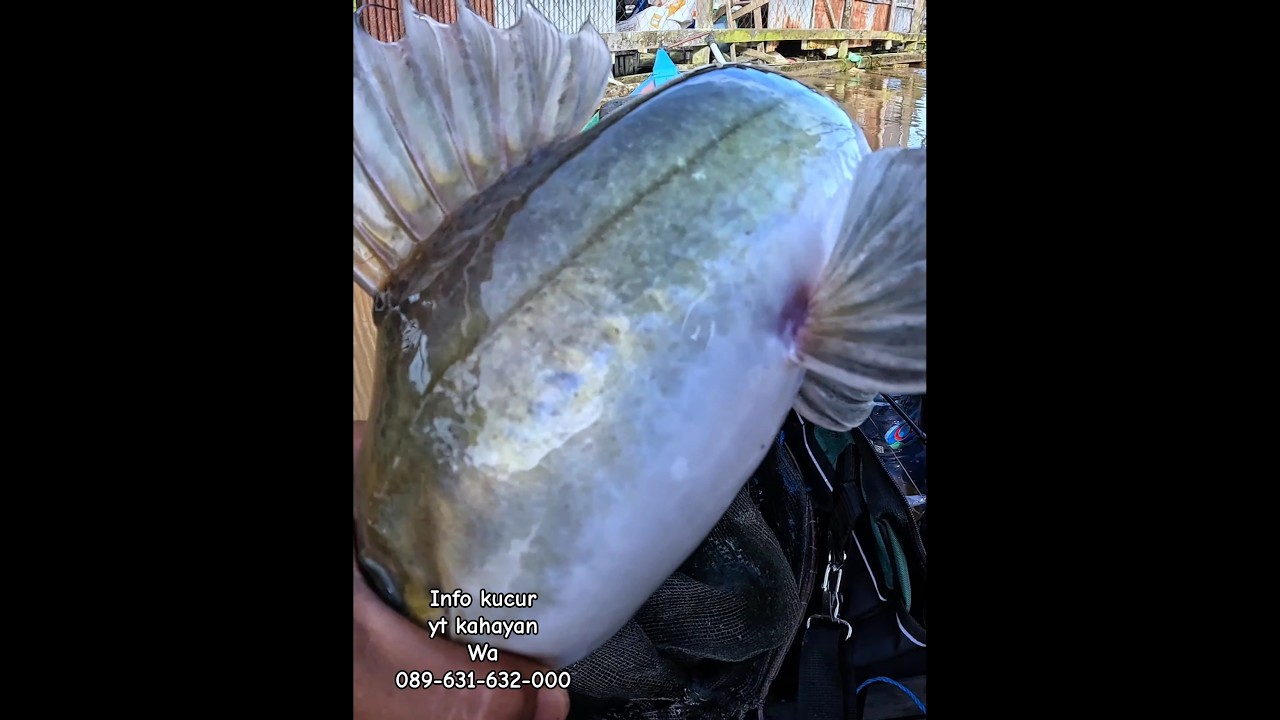 sebesar bayi entok !! mancing baung babon umpan kucur disungai borneo tengah #fishing #mancingbaung