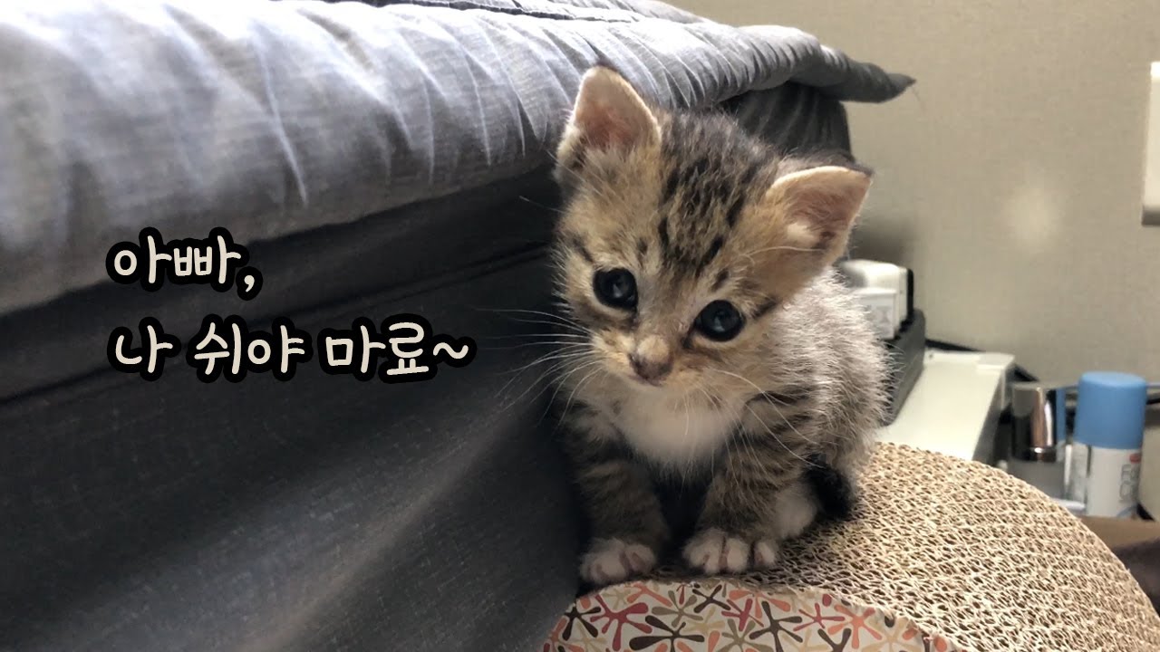 아기 고양이 육아, 뚜리가 달라졌어요 (feat. 화장실 교육)
