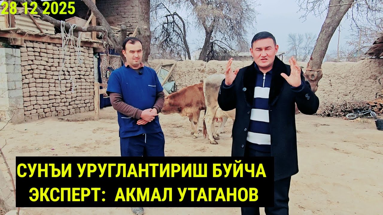 СУНЪИ УРУГЛАНТИРИШ БУЙЧА ЭКСПЕРТ:  АКМАЛ УТАГАНОВ