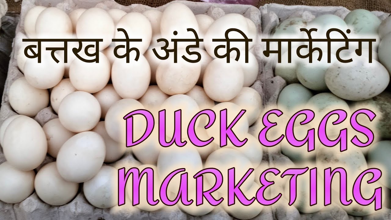 MY DUCK EGGS MARKETING//,2nd video /बत्तख के अंडे मैं कहां बेचता हूं पूरी जानकारी