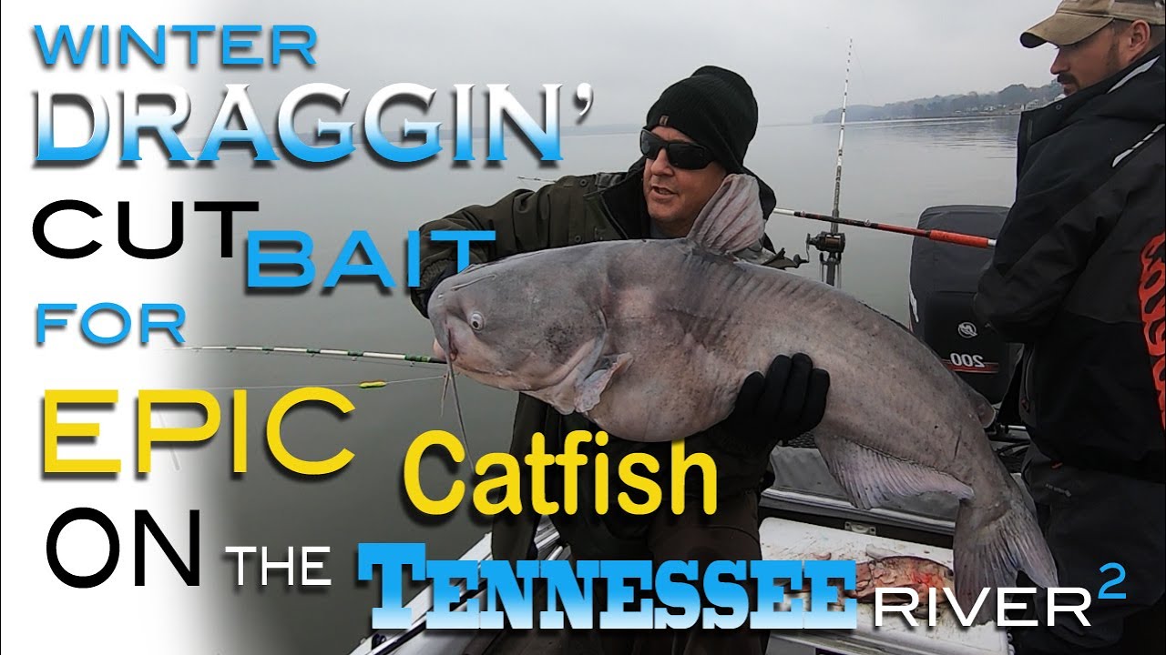Winter Controlled Dragging Cutbait- For Epic Sized Blue Catfish On The Tennessee River- Wilson Lake
