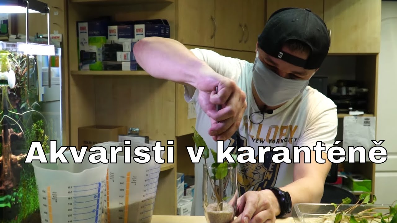 Akvaristi v karant&eacute;ně