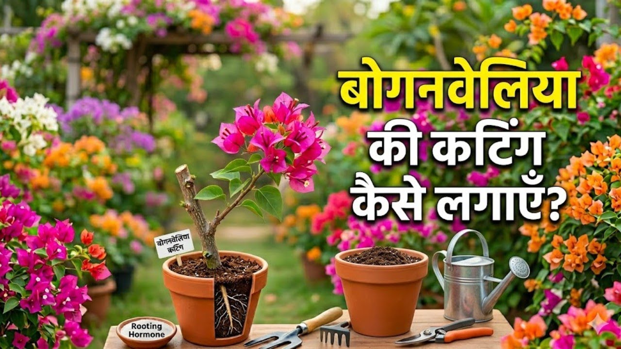 Bougainvillea ki cutting kbi fail nhi hogi !! Try this method 100% result