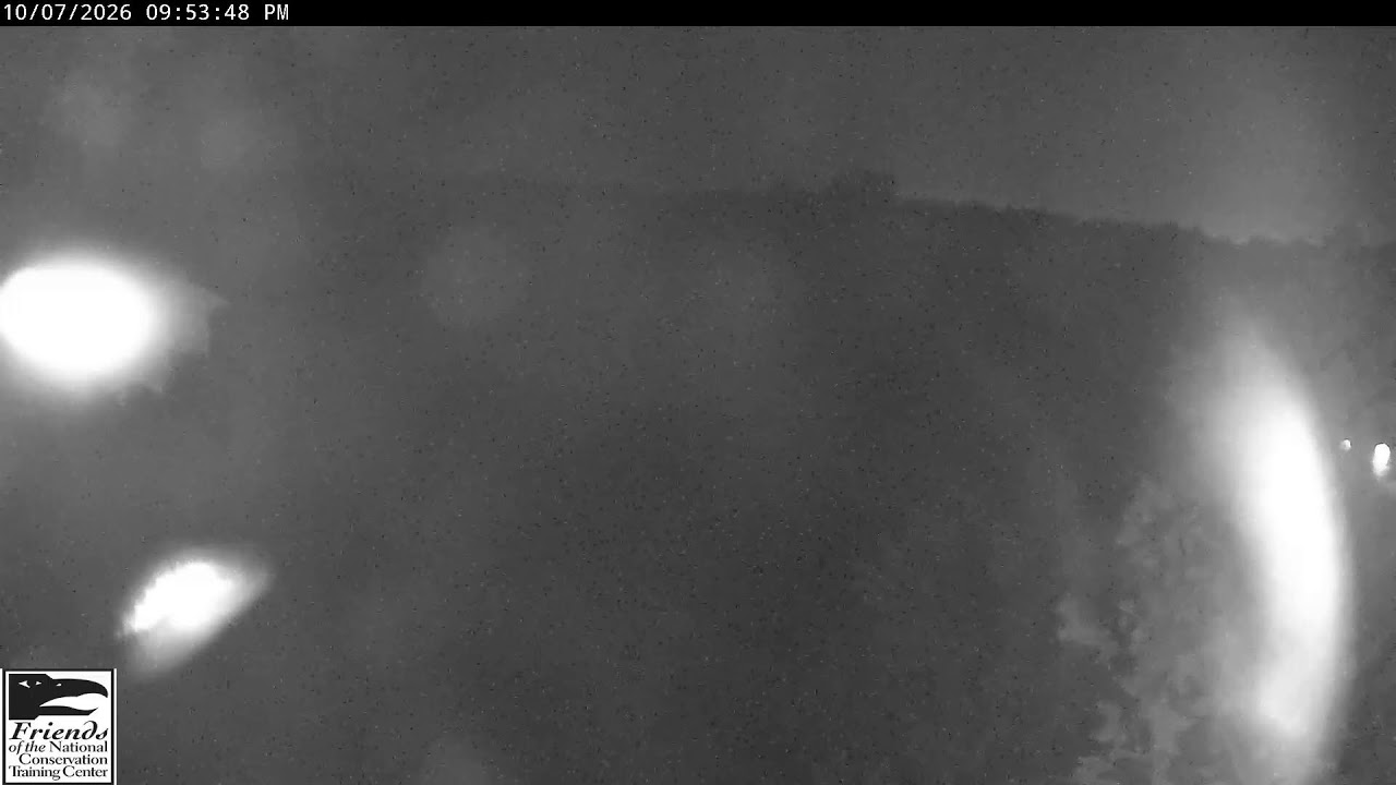 Live! From the NCTC Eagle Nest - Camera 1
