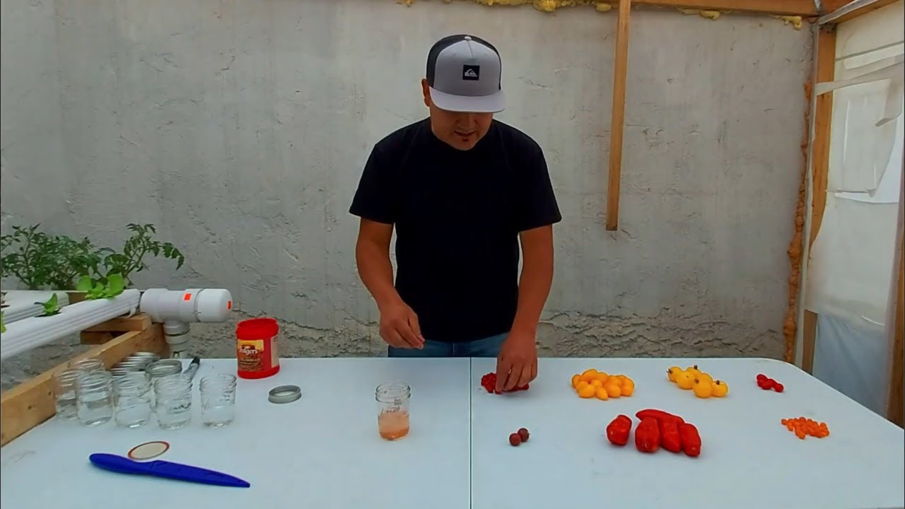 Cómo conservar semillas tomate fácil