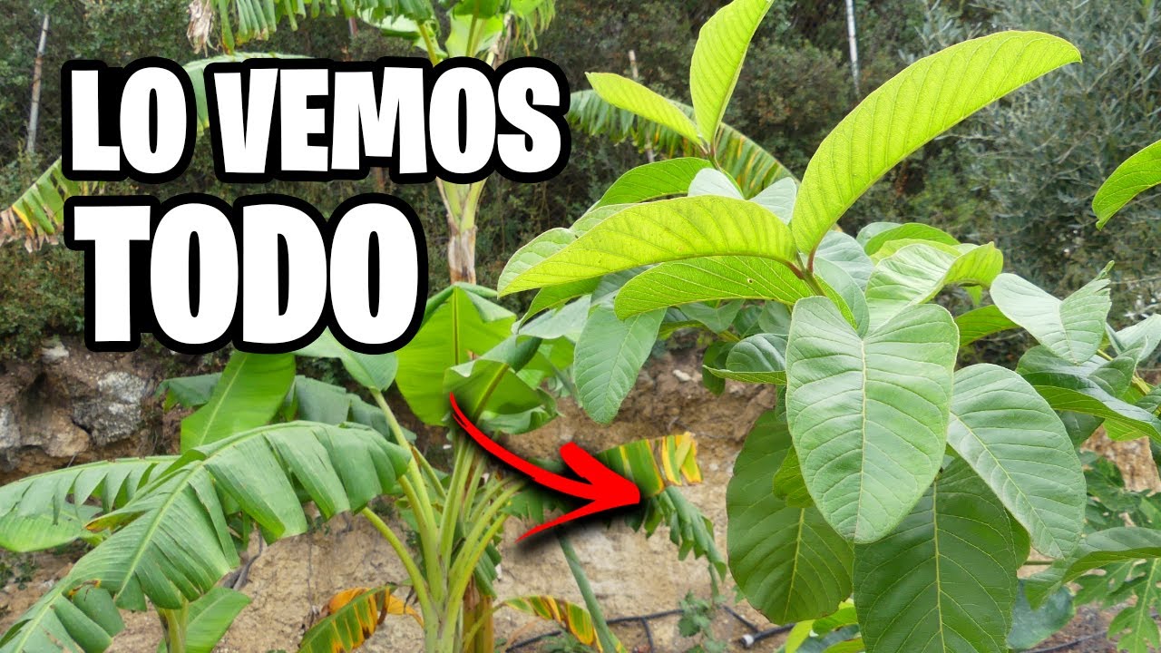 🔥 TOUR por mi FINCA!! Huerto ECOLÓGICO y Bosque Comestible  | La Huerta de Ivan