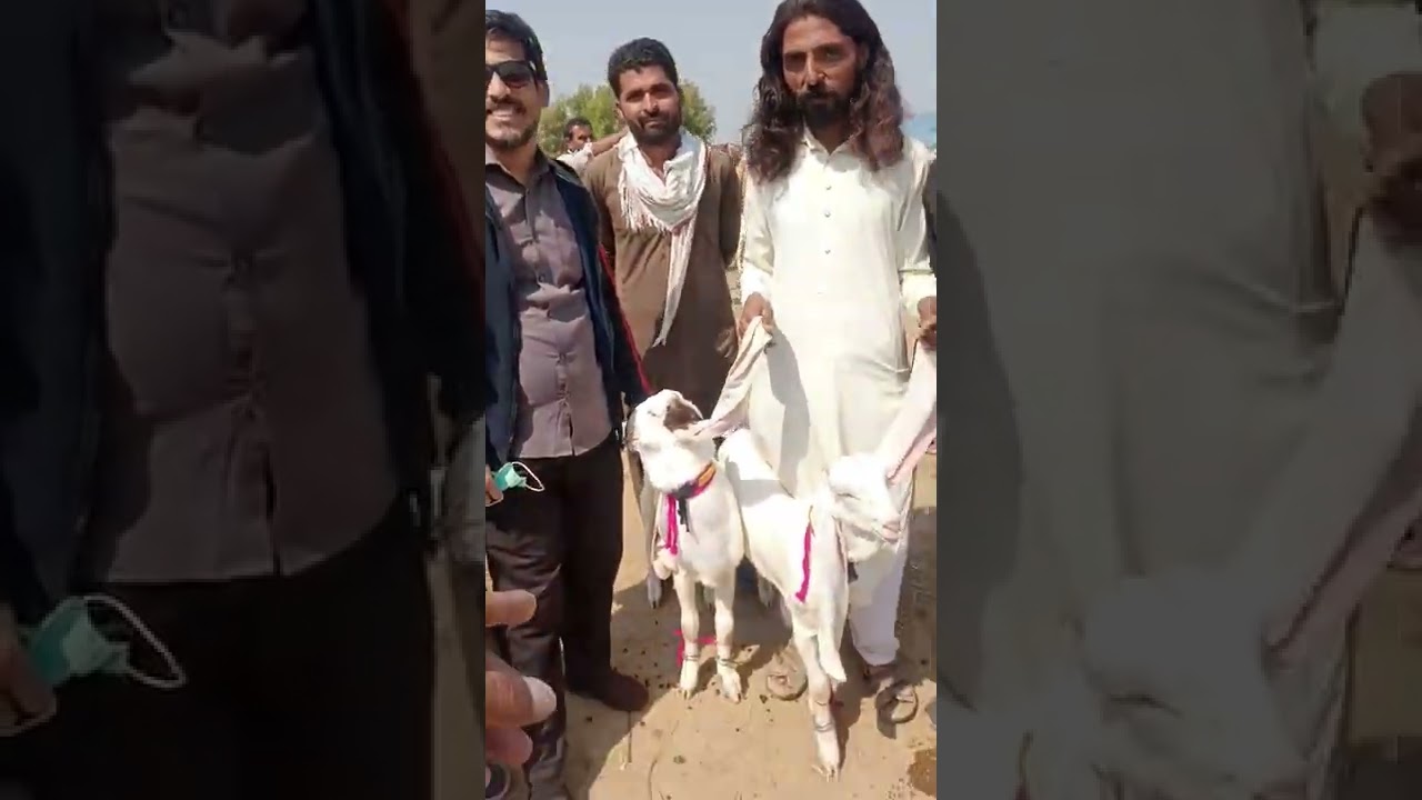 #bakramandi Tandoadam Gulabi Kapla Top Quality Breed Of Pakistan