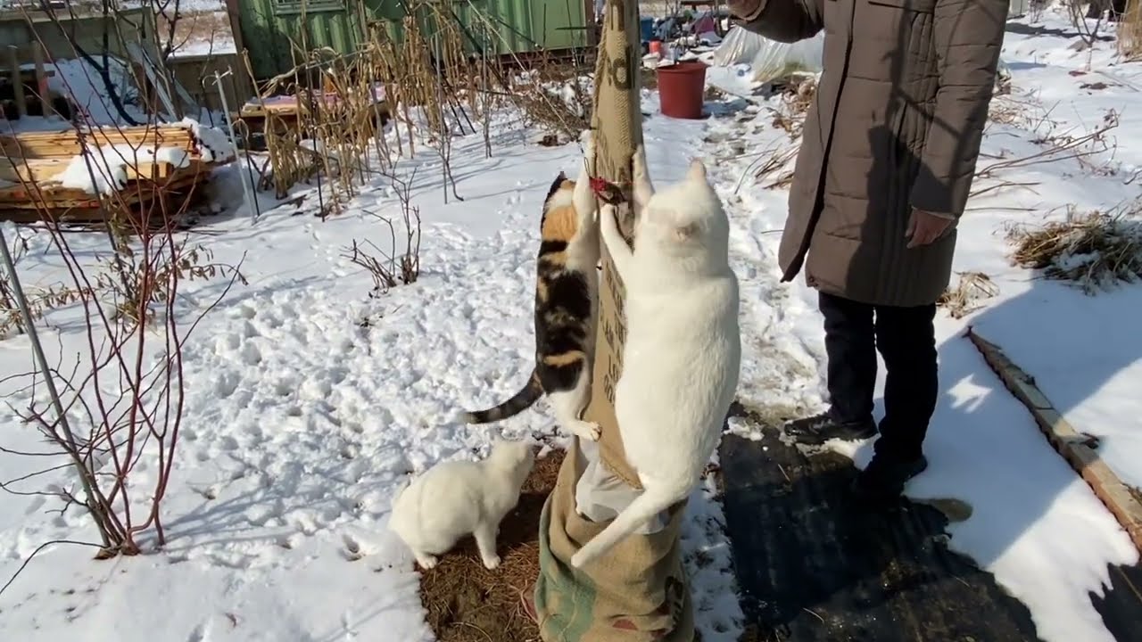 첫 겨울, 밭에서 사는 고양이