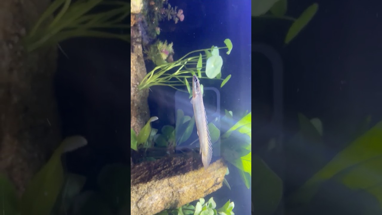 MONSTER FISH IN A PLANTED TANK.. 