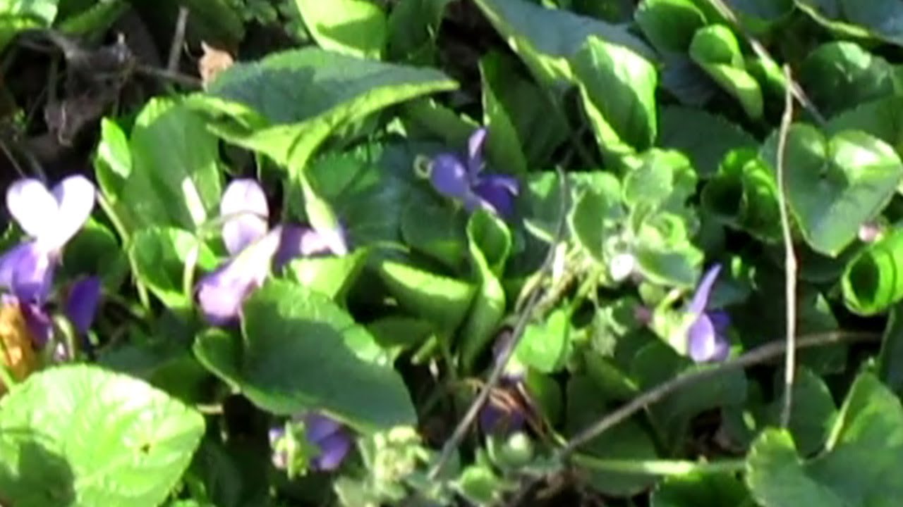 Tarassaco e viola mammola