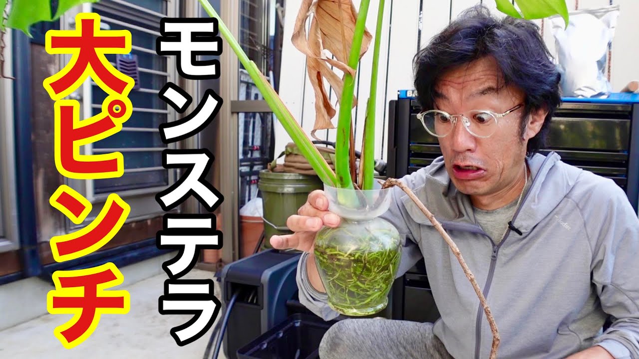 【1年後】モンステラが枯れ出した。。。　【園芸超人カーメン君】