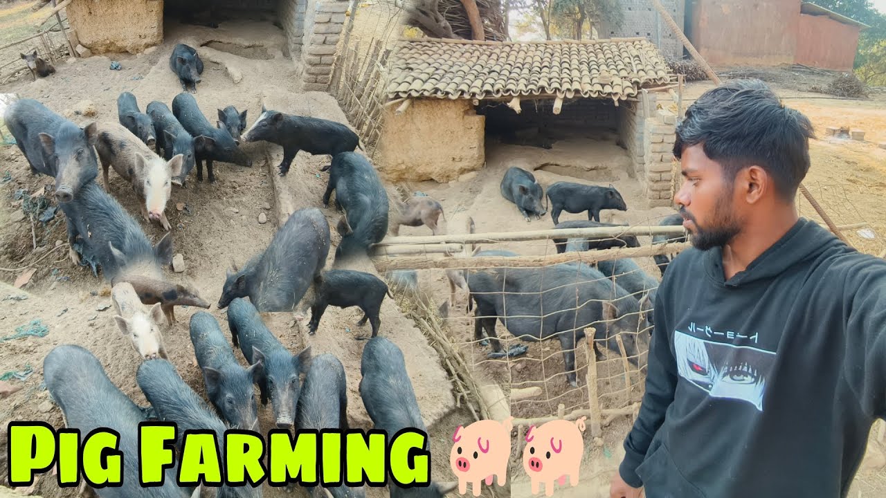 Pig Farming 🐖 || Low Budget Farming || Suwar Palan 