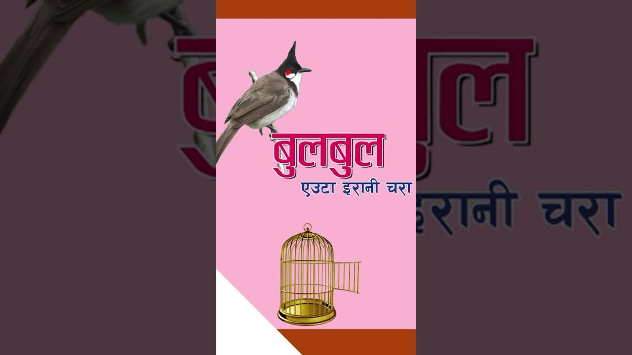 #bulbul #nepalichhapro #achyutghimirebulbul #nepalisahitya #gazalprogram  #nepaligazal #shorts
