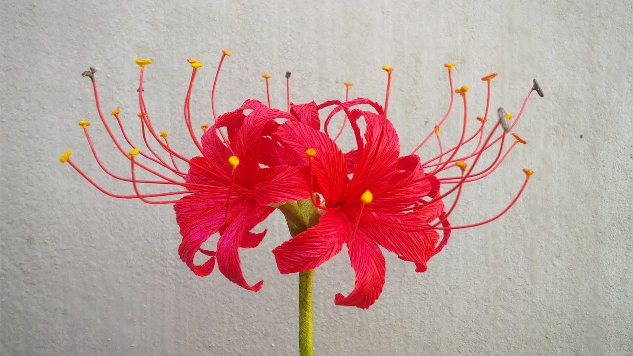 АВС ТВ | Как сделать красную липу бумаги Бумажные цветы из бумаги Креп - Craft Tutorial