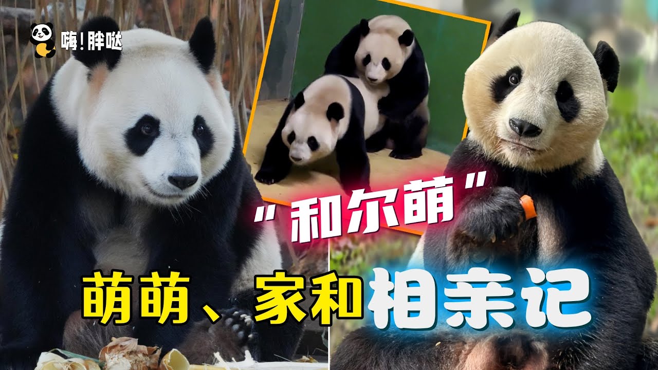 三胞胎大姐萌萌相亲记，帅气熊猫“家和”入赘长隆，萌萌+家和=“和尔萌”，这对情侣今年要当爹妈了吗？