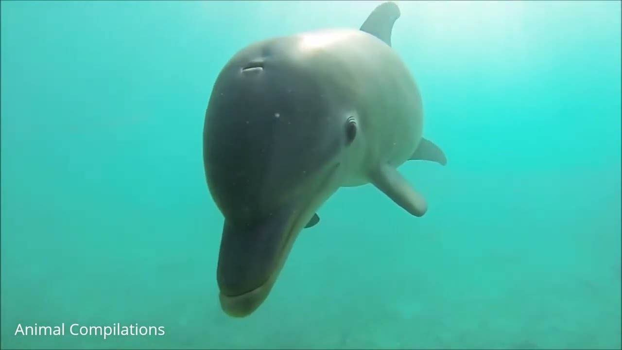 Wild Dolphins Swimming in HD Compilation - Repost