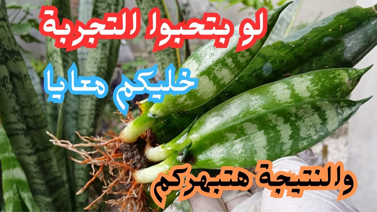 بالطريقة دى هتحصل على عشرات الشتلات من نبات جلد النمر السنسفيرا : وهقولك ازاى يكون مزهر وجميل !