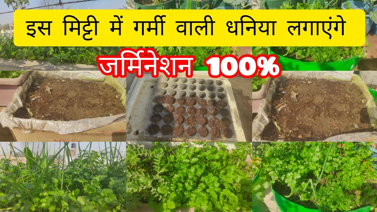 गर्मी वाली धनिया लगाने के लिए मिट्टी ऐसे तैयार करेंगे  तो कभी फेल नहीं होंगे # दो तरीका#kumudvlogs 