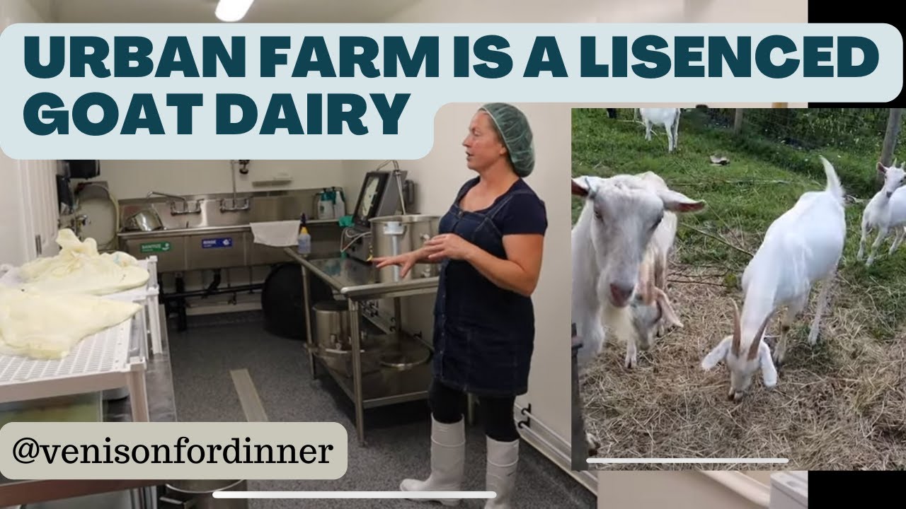 This URBAN FARM is a Licsenced GOAT Dairy Selling Goat CHEESE!