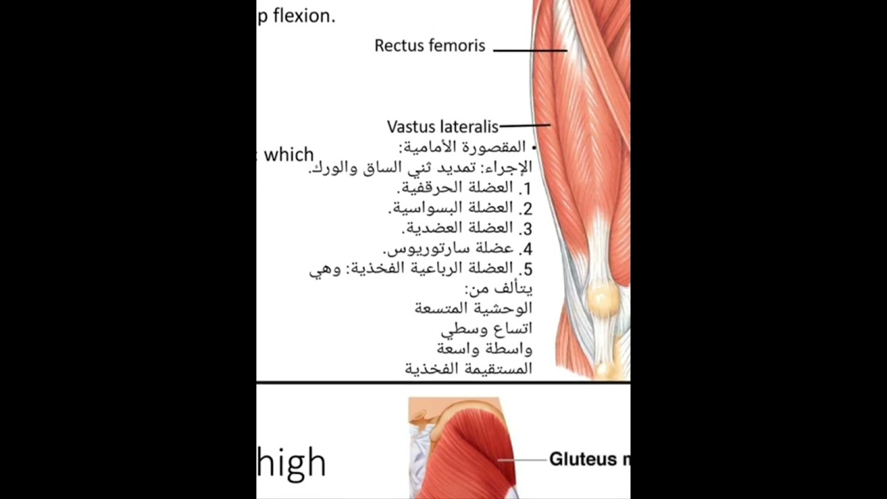 تشريح عملي 4