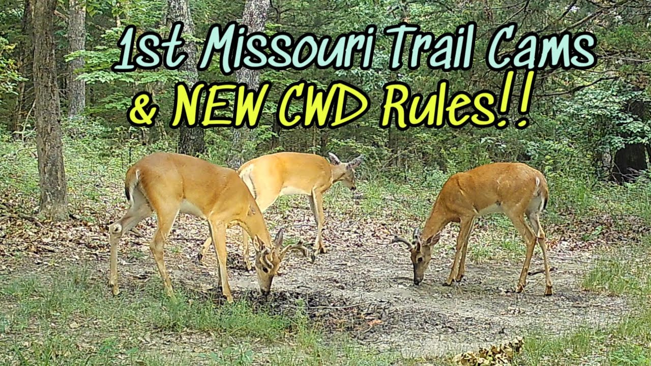 Missouri NEW CWD rules & Missouri trail cams-Did we buy a deer desert?