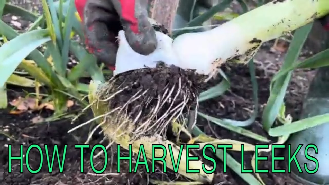How and when to harvest leeks from the vegetable garden #leeks #vegetablegarden